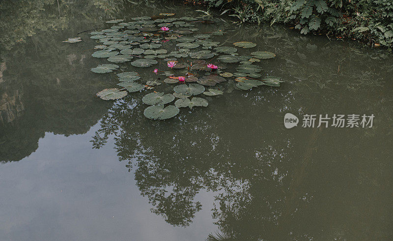 荷花池塘对黑暗的林地背景