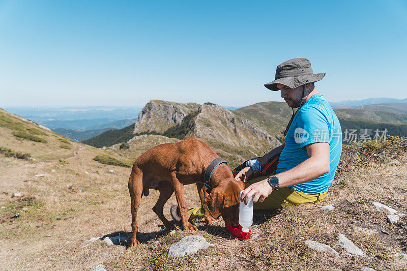 当他的狗在山上休息时，一个徒步旅行者给狗喂水