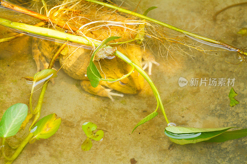 大泰国蟾蜍在水里