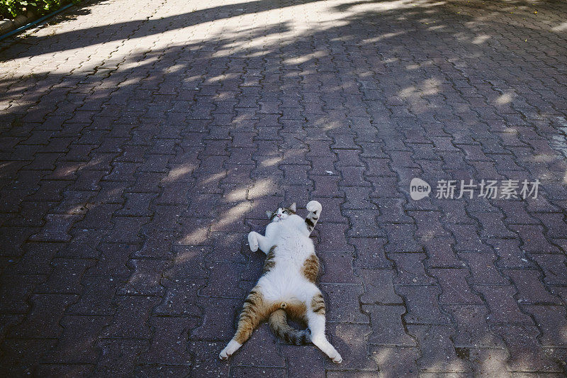 流浪猫躺在人行道上