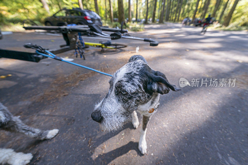 宠物狗在森林山地自行车旅行与主人