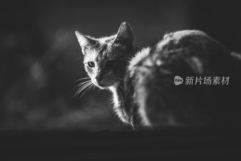 虎斑猫