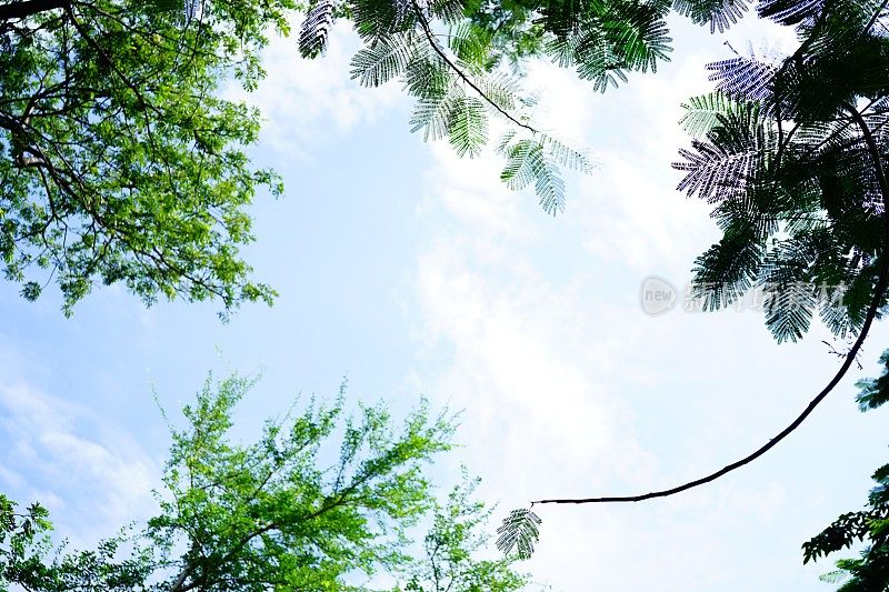 仰望天空，以自然的树冠框架为背景