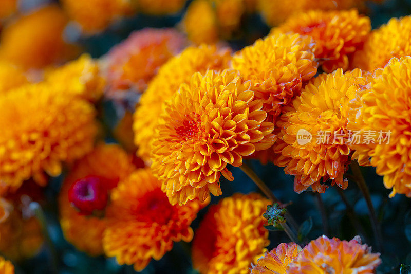 丰富的橙色菊花