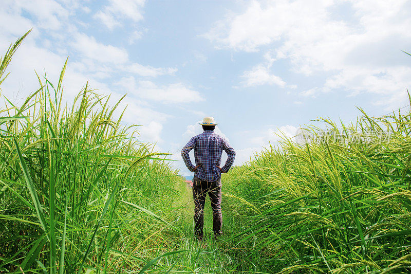 农民站在稻田里。