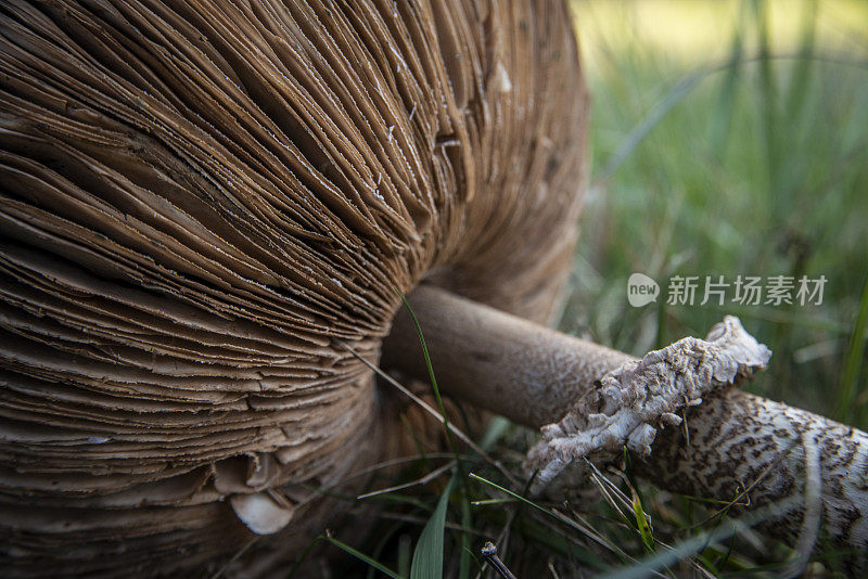 森林中的小蘑菇-大自然的果实