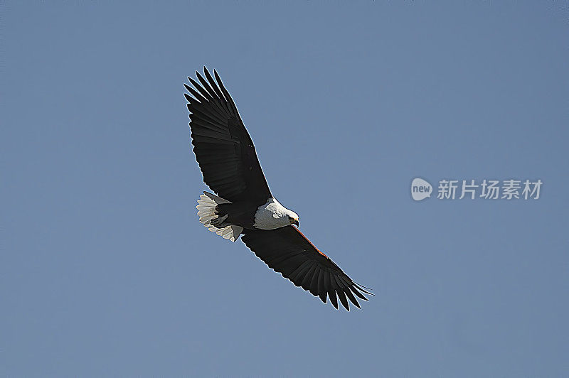 非洲Fish-Eagle