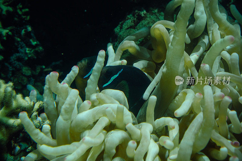 红海中的水下珊瑚礁