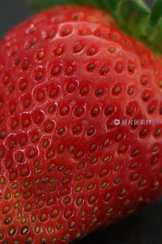 特写图像的单一成熟草莓果实的种子，绿色的花萼和茎孤立的黑色背景