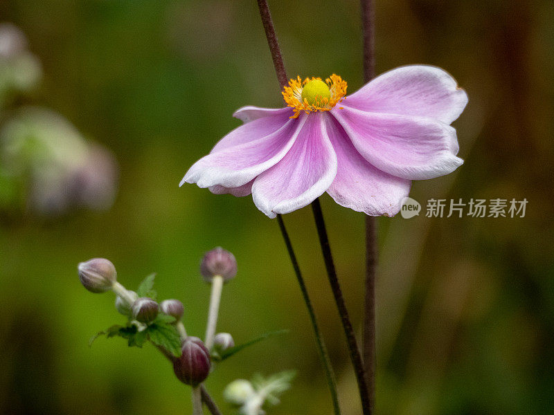 日本银莲花