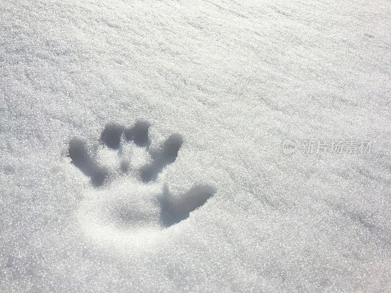 雪地里有手印