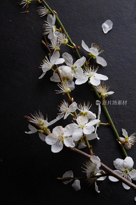 深色背景上的樱花枝