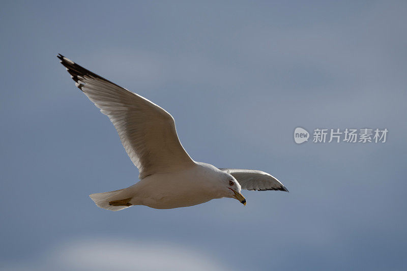 在湖上寻找鱼的灵喙海鸥