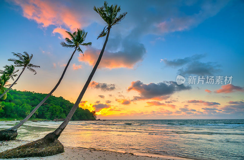 黎明时分，在一个荒芜的海滩上，美丽的椰子树倾斜着，面朝大海