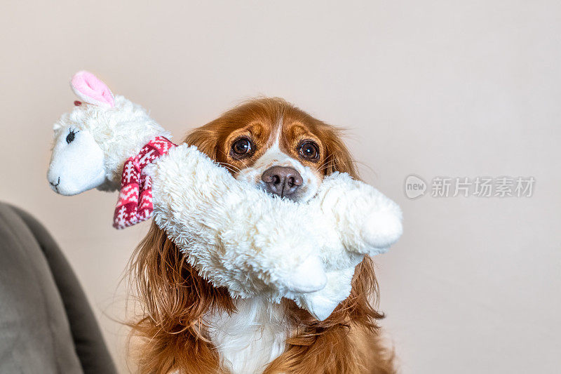 可爱的可卡犬玩玩具