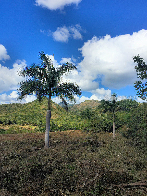 2016年12月23日，古巴特立尼达地区的棕榈树