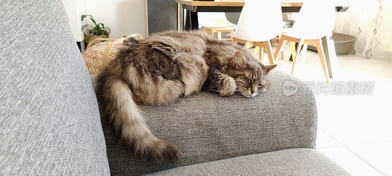 猫在沙发上睡觉