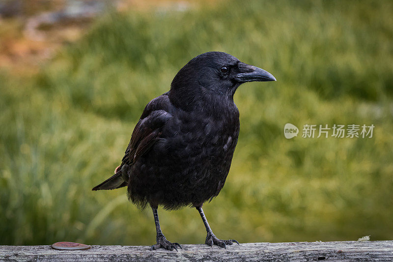 黑乌鸦站在木栅栏上