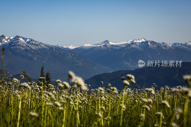 夏天惠斯勒黑梳山景。