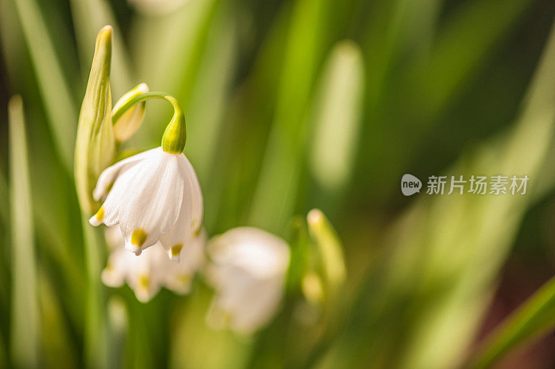 春天的第一朵雪花