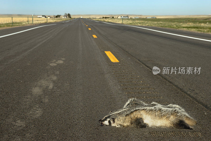 獾被公路卡车车轮撞死，科罗拉多州波尼国家草原公路