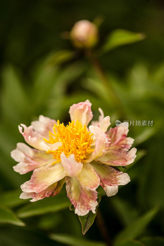 特写芍药“绿莲花”花在早晨的太阳