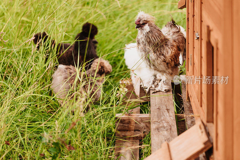 在乡村的户外围栏里，丝绒公鸡和他的母鸡