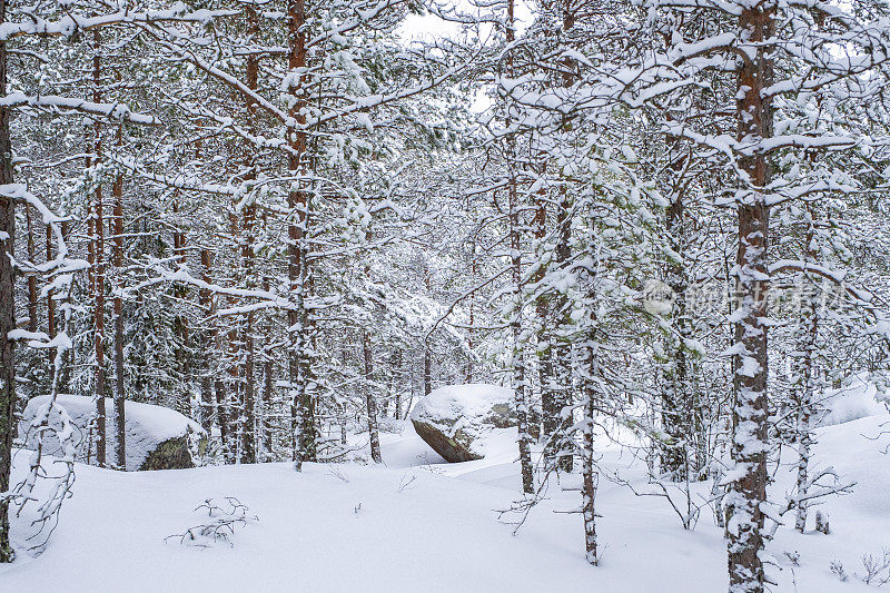 冬天的风景。白雪皑皑的森林，松树和厚厚的积雪，雪堆。