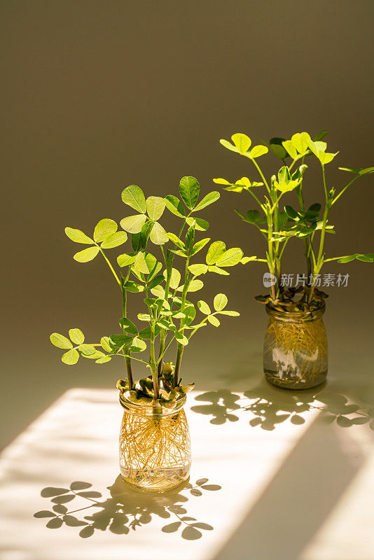 发芽的豆子。幼花生