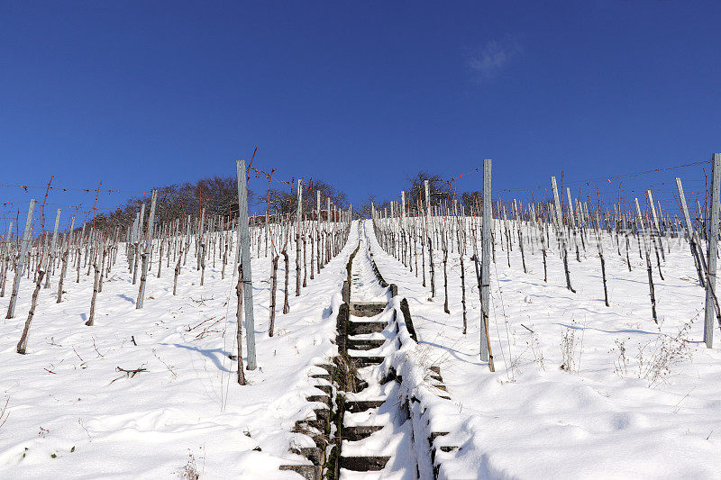 冬季葡萄园种植