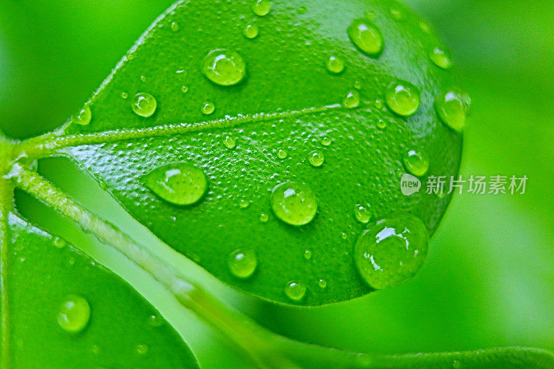 熊猫榕属植物的叶子与雨滴的极端特写