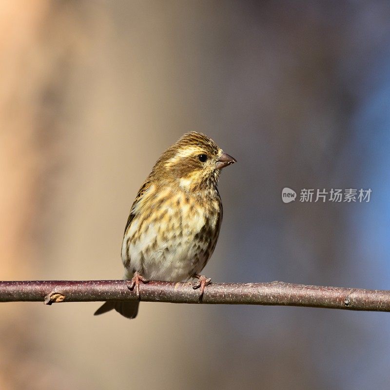 小麻雀栖息