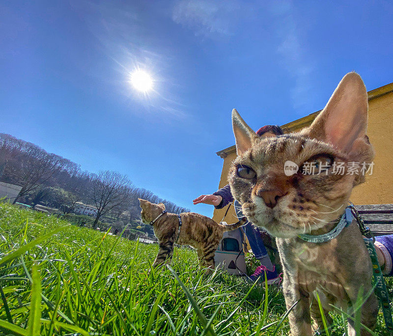 一家人带着他们的两只德文雷克斯猫在美丽的田野上散步