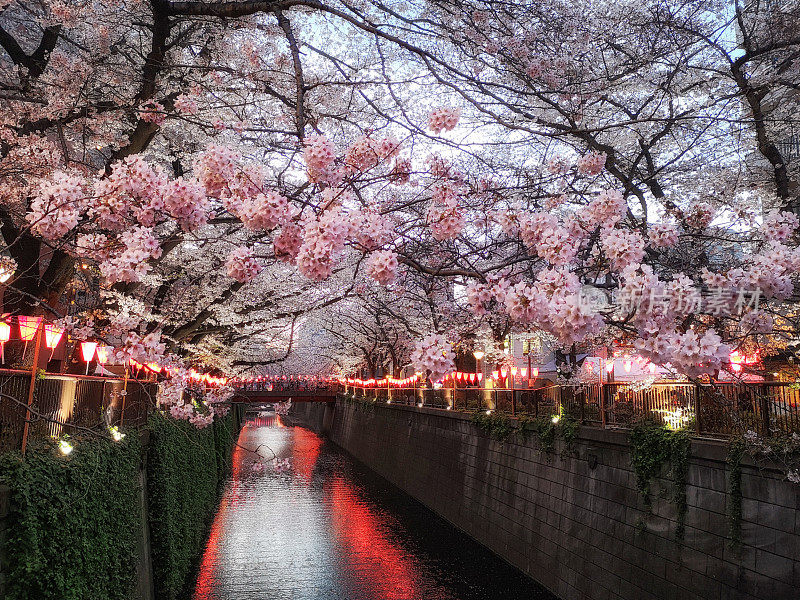 樱花黄昏，东京。日本