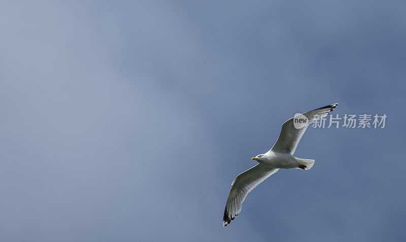 在艾萨克港入口处的康沃尔海岸上空的银鸥