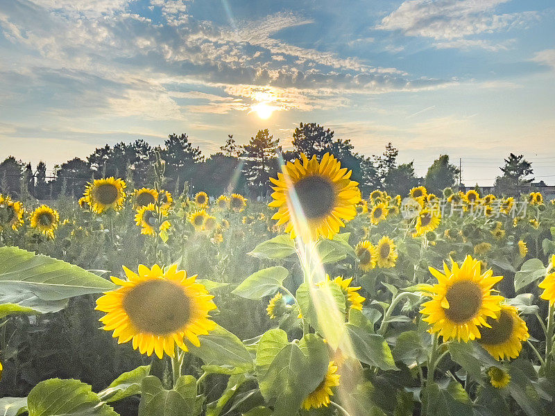 加拿大米西索加，黄昏时分的湖景村湖景公园