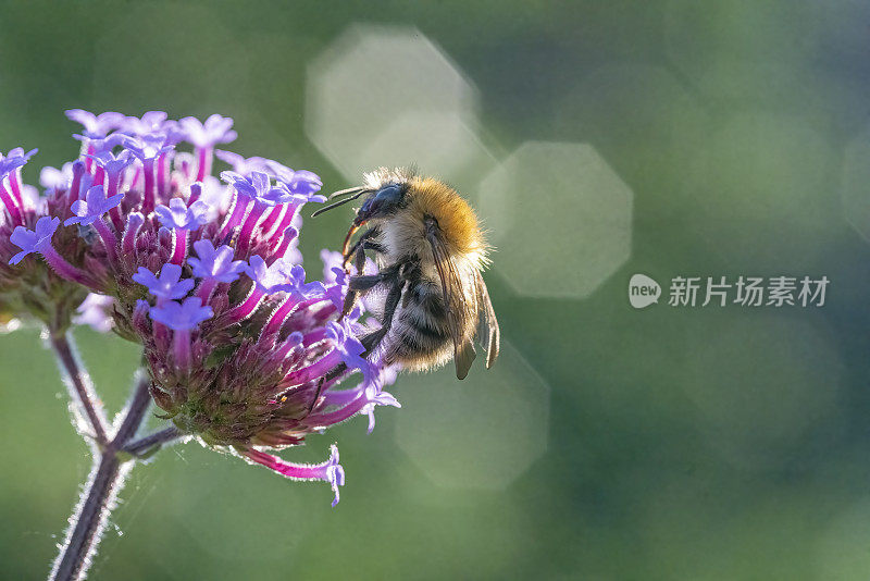 蜜蜂从马鞭草花中采集花蜜。