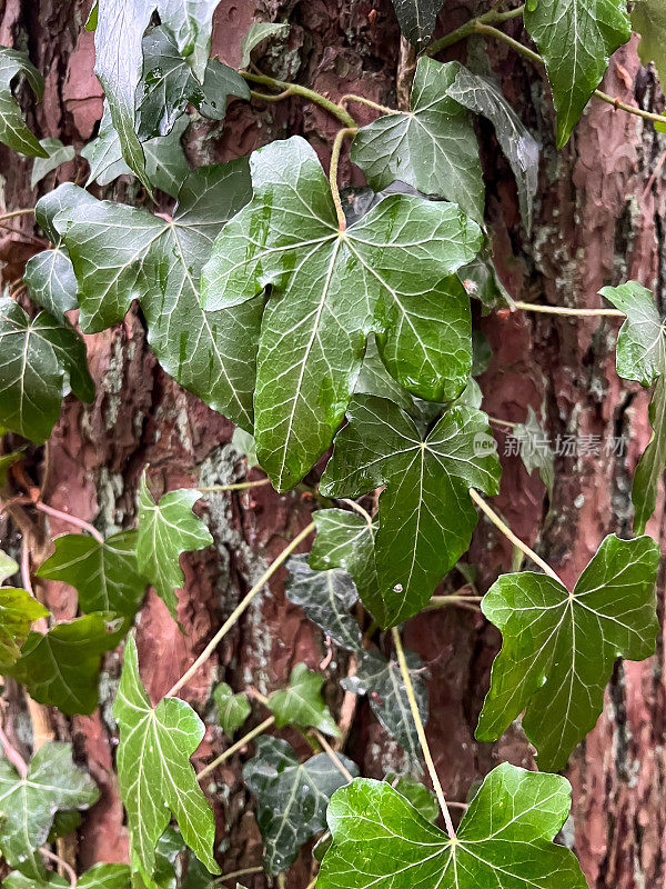 一棵长满绿色植物的湿树皮。