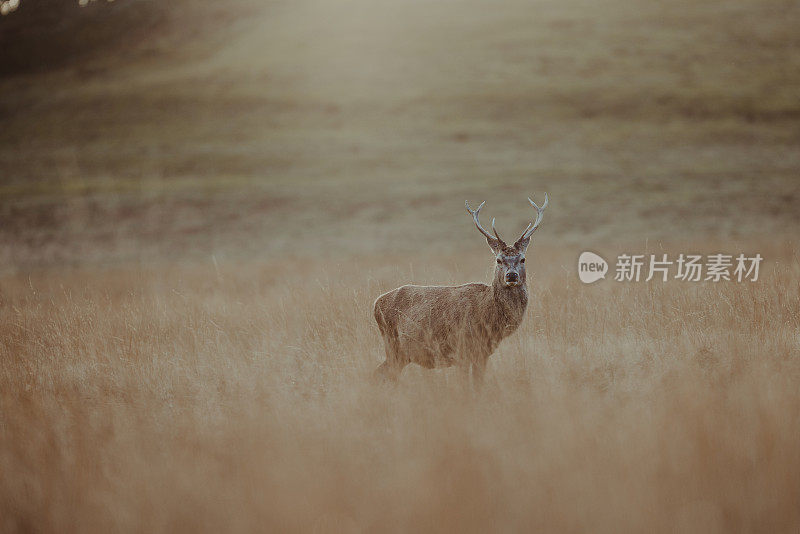 红鹿鹿