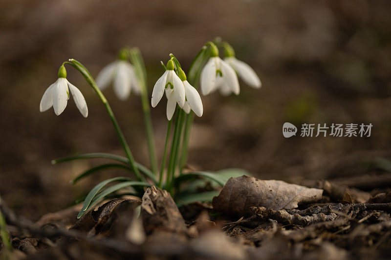 3月森林户外的雪花莲