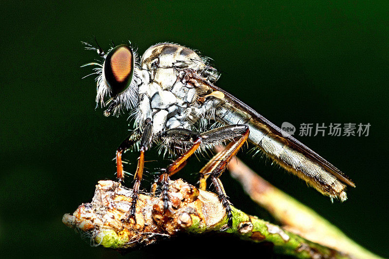 把苍蝇关在树枝上。