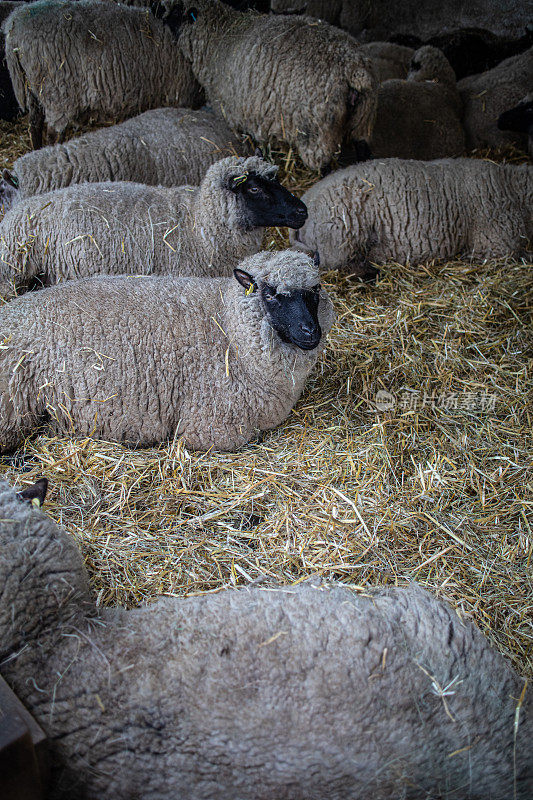 一群怀孕的母羊在谷仓外盖着稻草的围栏里