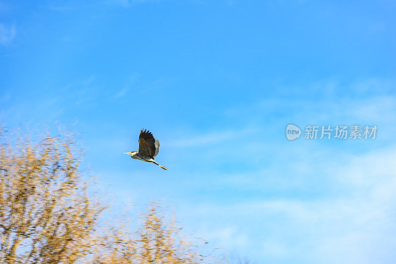 大蓝鹭从树上飞过