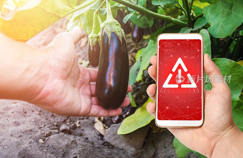 手机在手，显示一个警告，背景是一只手拿着一个未采摘的茄子。使用危险化学品处理植物和农作物。潜在的健康危害。种植有机蔬菜