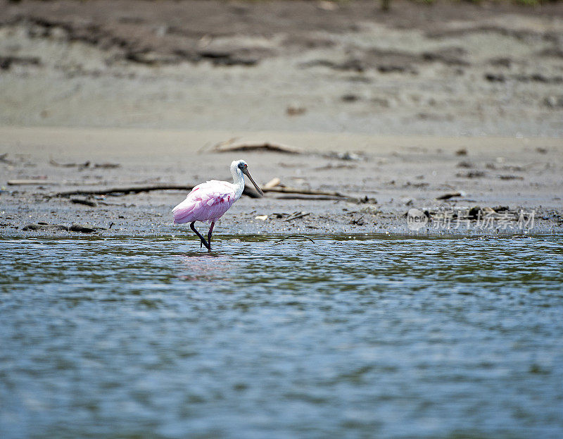玫瑰色琵鹭涉水，塔克尔斯河，尼科亚湾，哥斯达黎加