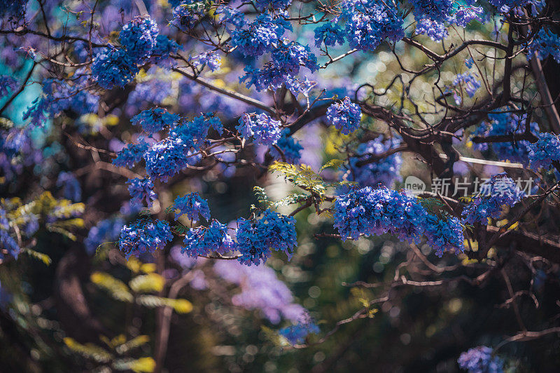 蓝花楹开花