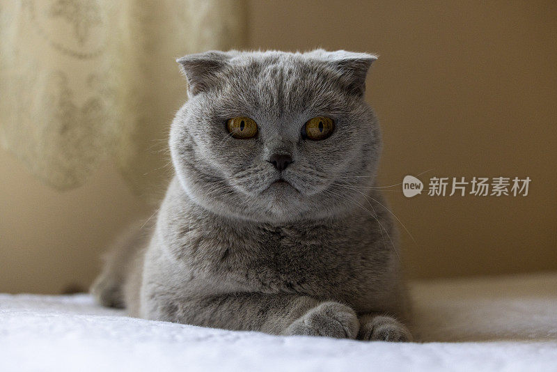 苏格兰折耳猫的猫