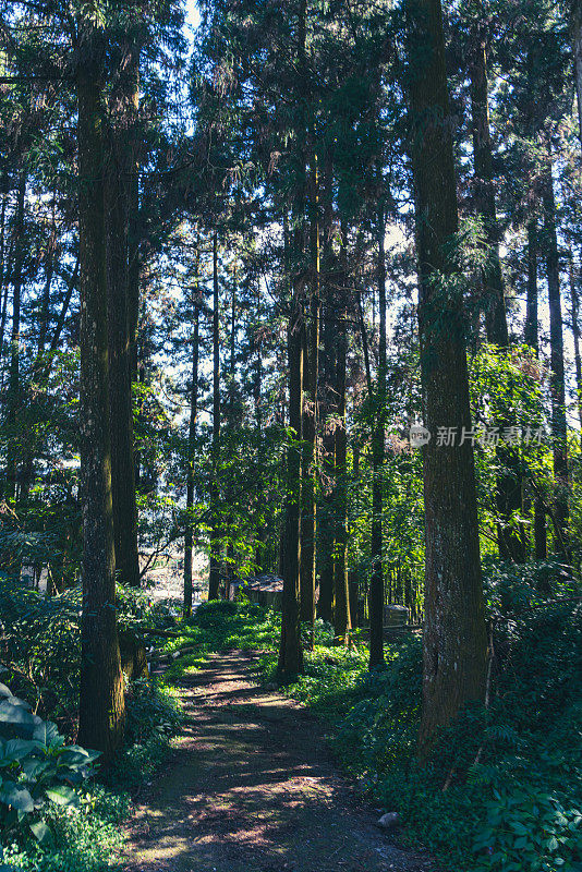 在台湾，嘉义阿里山的森林小径是相当绿色的。