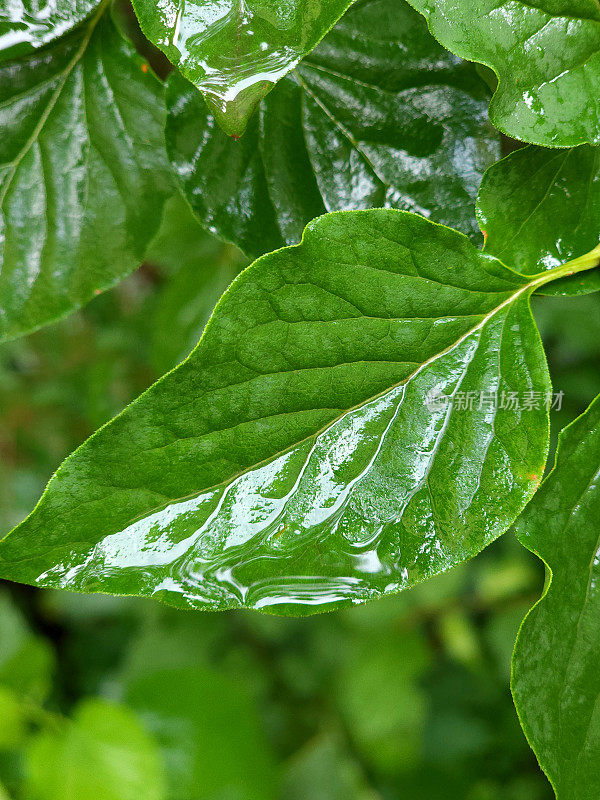 绿叶背景——雨后的绿叶，雨水从一些叶子上滴下来