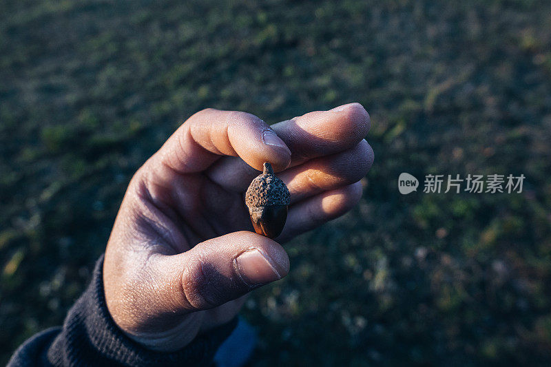 日落时手里拿着橡子——微距对焦，微距摄影